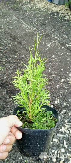 Саженцы горной сосны, туи,ели голубой,пихты