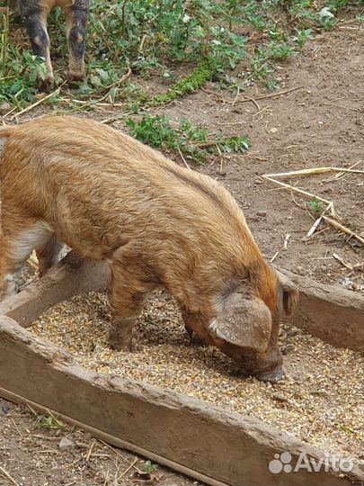 Поросята. Венгерская мангалица