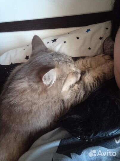 Передержка домашнего любимца