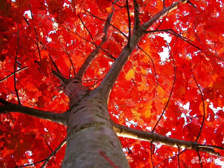 Красный дуб