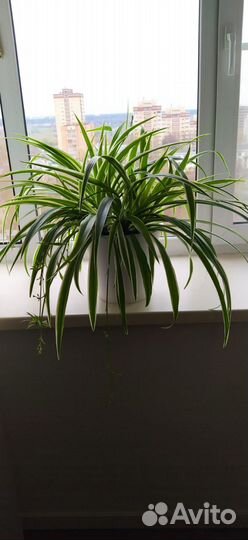 Хлорофитум