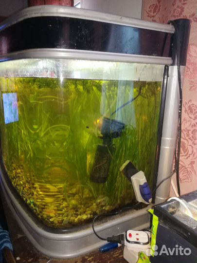 Аквариум