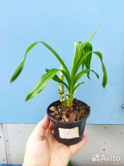 Орхидея. Морковка - Cyc. Wine Delight 'JEM'