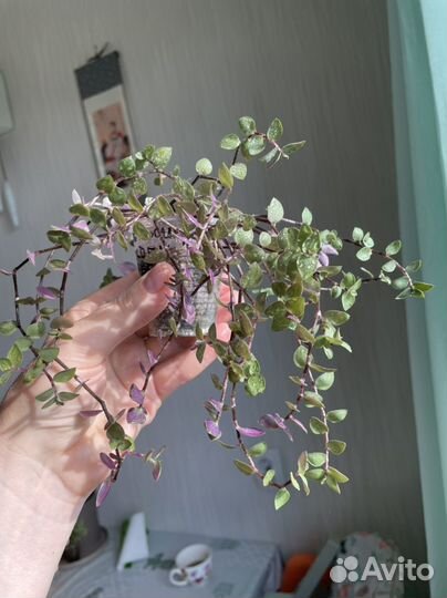 Каллизия Бьянка, Gold, Green, микс