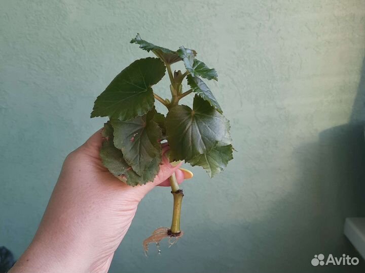 Бегония элатиор