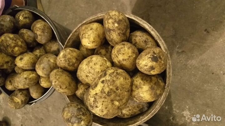 Продажа картофеля оптовая