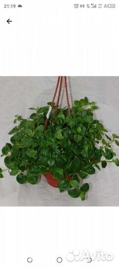 Пеперомия Глабелла (отростки)