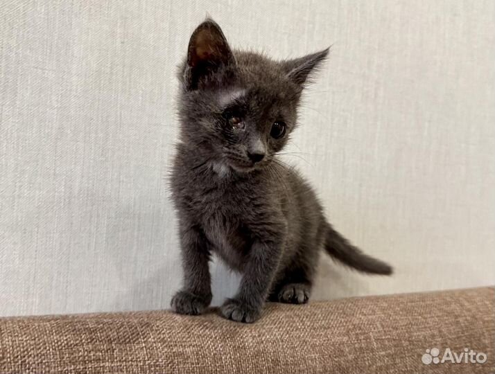 Дымчатая Ася