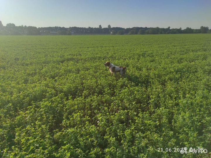 Вязка Бретонский эпаньоль