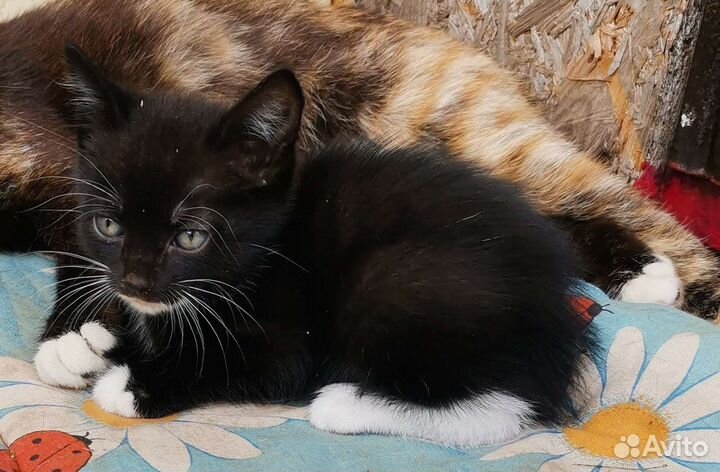 Кошки бесплатно
