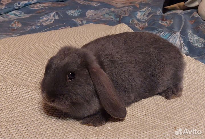 Декоративные крольчата