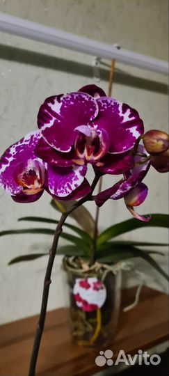 Орхидея фаленопсис