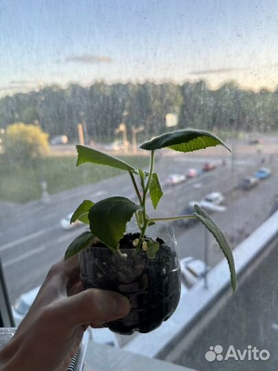 Экзотические плодовые растения