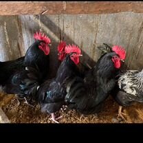 Петух пароды Московская чёрная