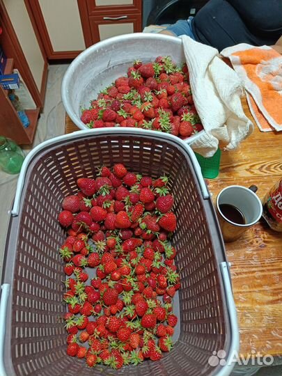 Рассада клубники