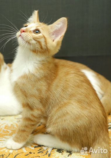 Котёнок Веста