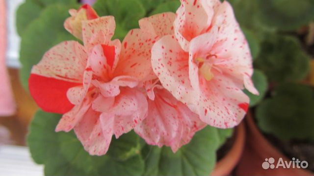 Пеларгония Герань