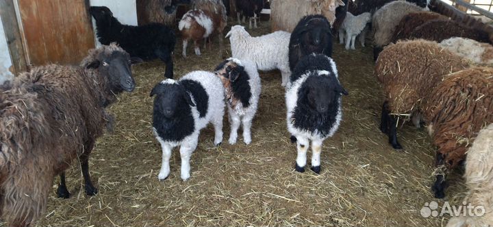 Овцы бараны
