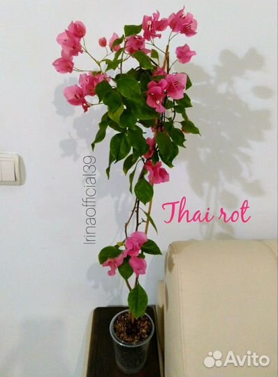 Бугенвиллии - 2. Laterita, Scarlet Glory Orange