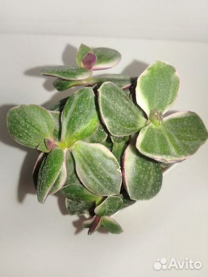 Crassula Tricolor (Крассула Триколор)