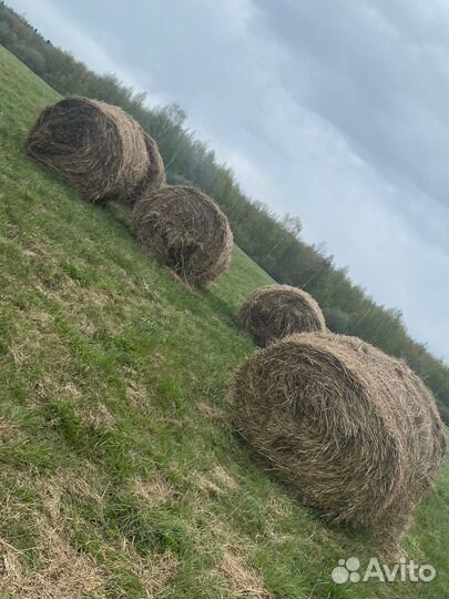 Продам сено в рулонах