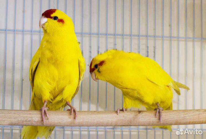 Какарик птенцы