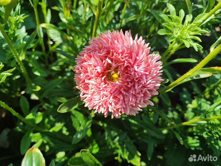 Астры срезка