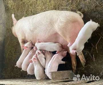 Поросята дюрок+ландрас