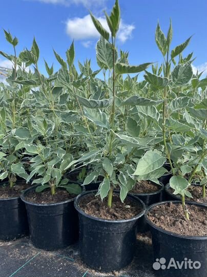 Дерен Элегантиссима