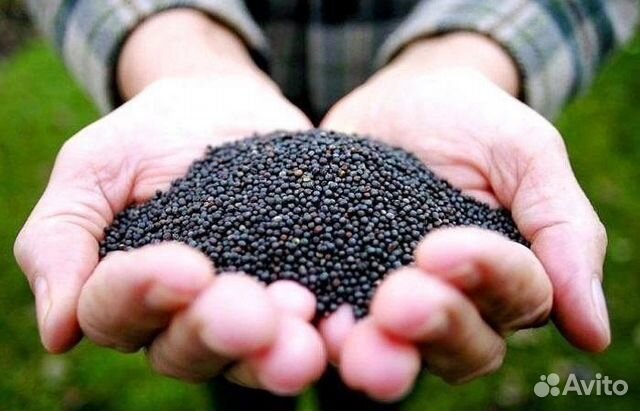 Семена сидерат рапс для улучшения земли