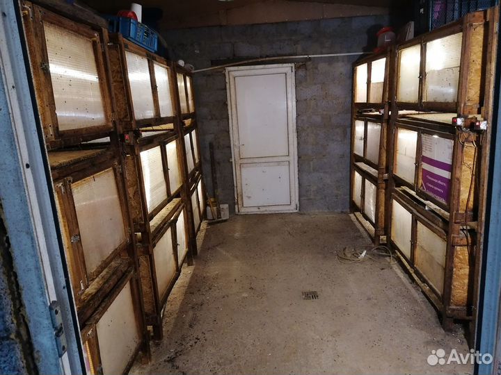 Птицеферма в черте города