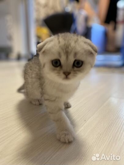 Шотландские котята серебристая шиншилла