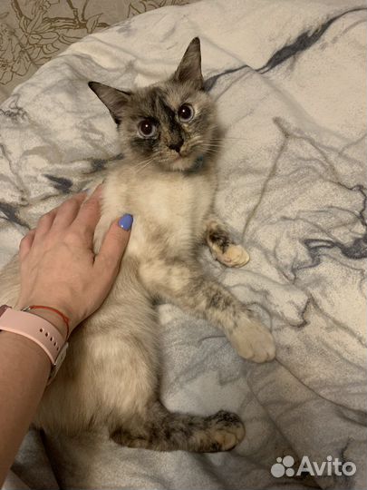 Кошка в дар бесплатно