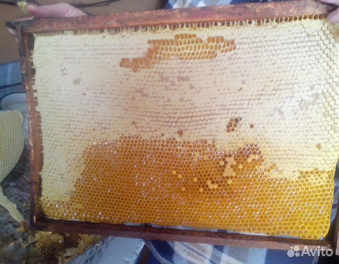 2024 Мед натуральный алтайский оптом