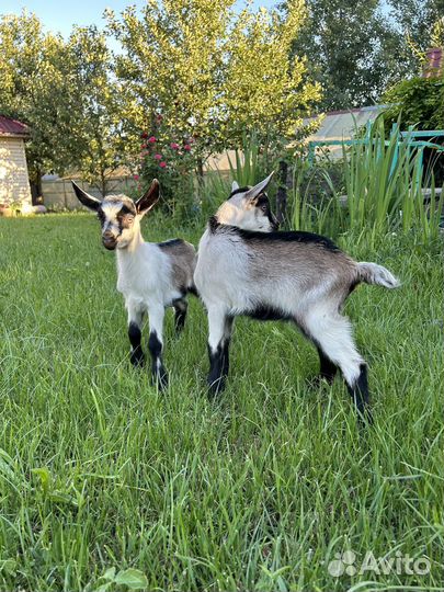 Козлята