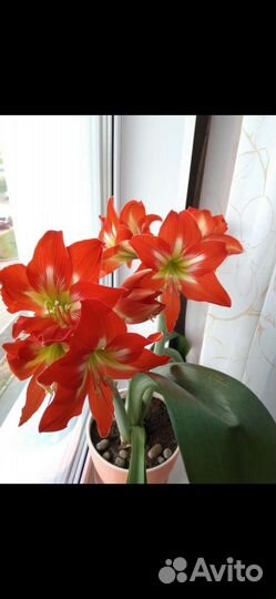 Гиппеаструм амариллис