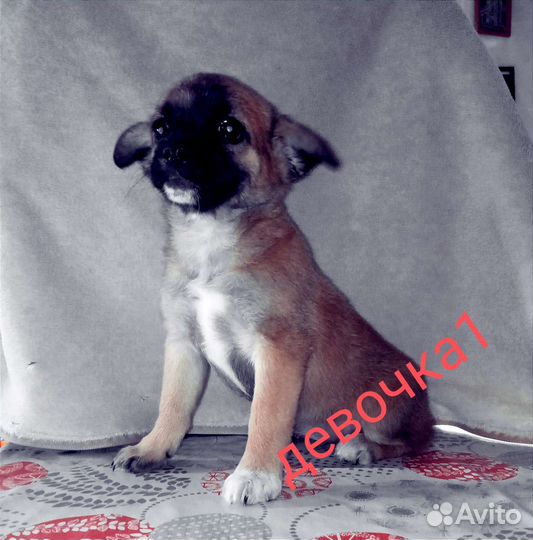 Маленькая собака в добрые руки