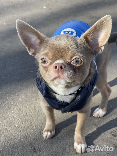 Вязка кобель чихуахуа