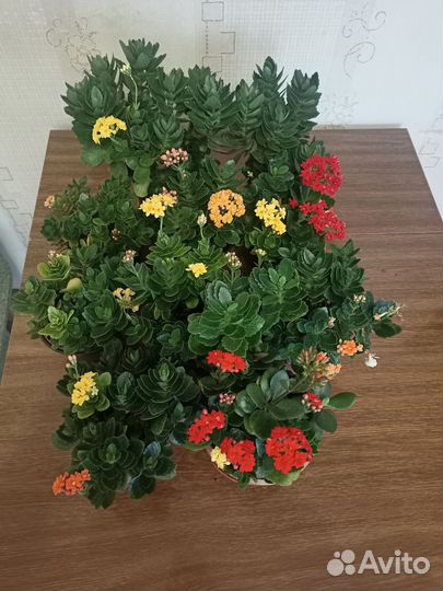 Каланхоэ цветущий