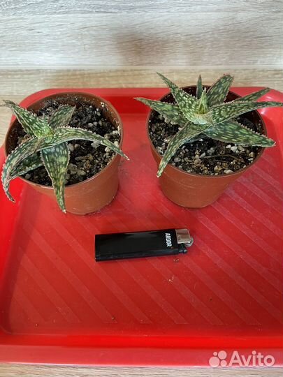 Суккуленты разные