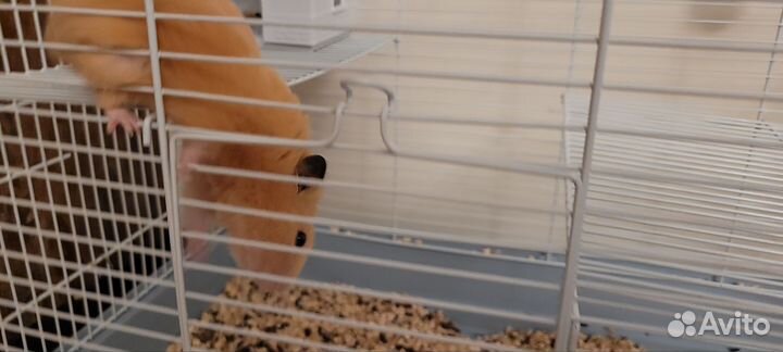 Сирийский хомяк с клеткой