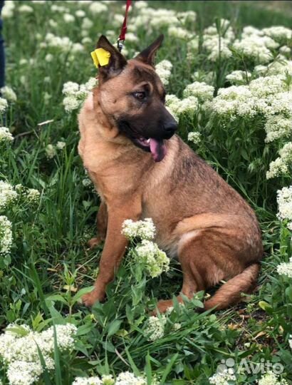 Собака в добрые руки отдам бесплатно