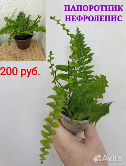 Комнатные цветы