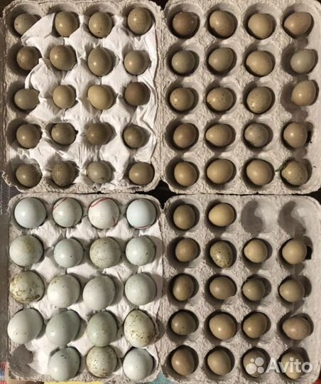 Инкубационное яйцо декоративной перепелки