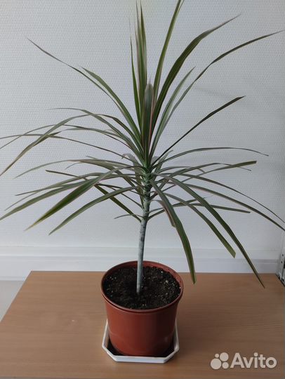 Драцена Маргината Триколор