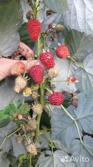 Саженцы ремонтантной малины