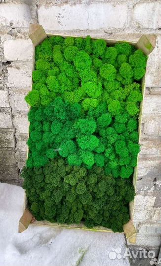 Стабилизированный мох