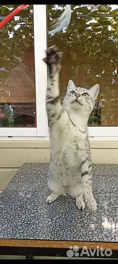 Египетская мау