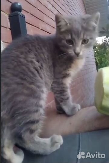 Котенок голубого окраса в добрые руки