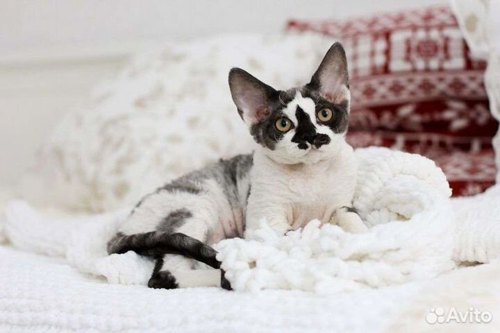 Красивая девочка породы Девон рекс